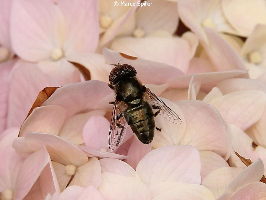 Mosca bronzea:   Eristalinus aeneus, maschio (Syrphidae)